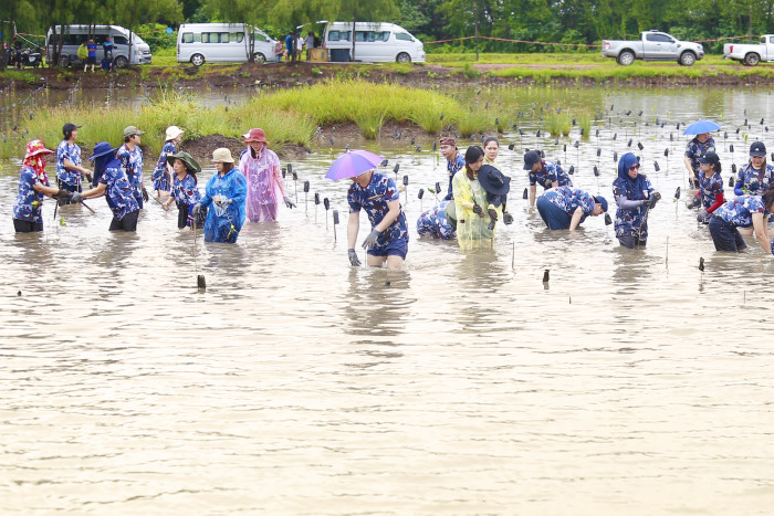 Mangrove replanting