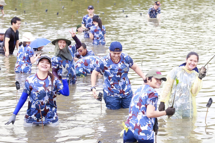 Mangrove replanting