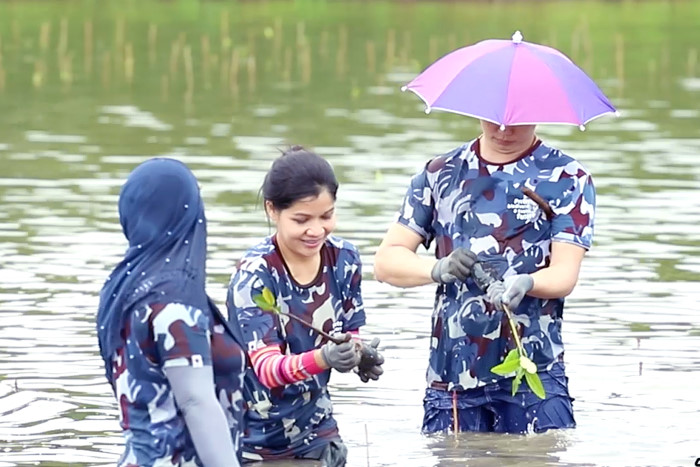 Mangrove replanting