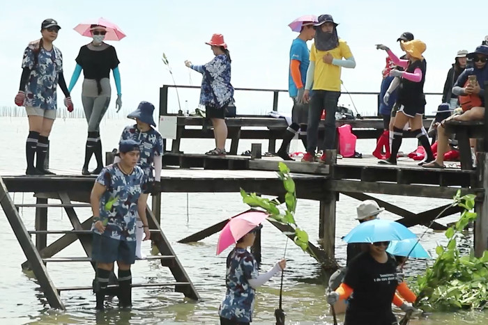 Mangrove replanting