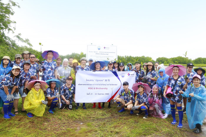 Mangrove replanting